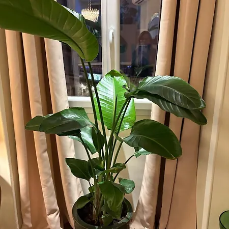 Beautiful Luxurious Lejlighed